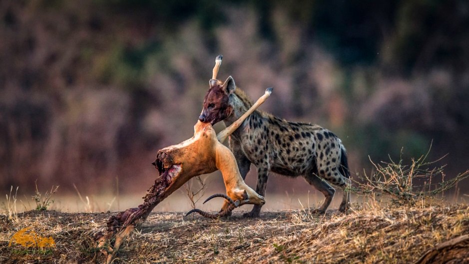 Hanging Hyena